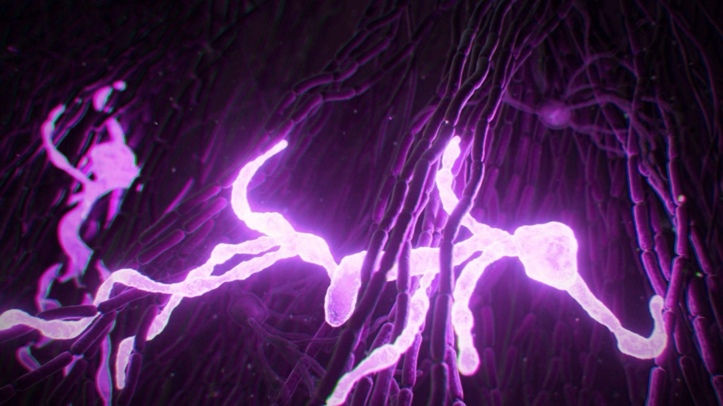 Microscopic view of microglia