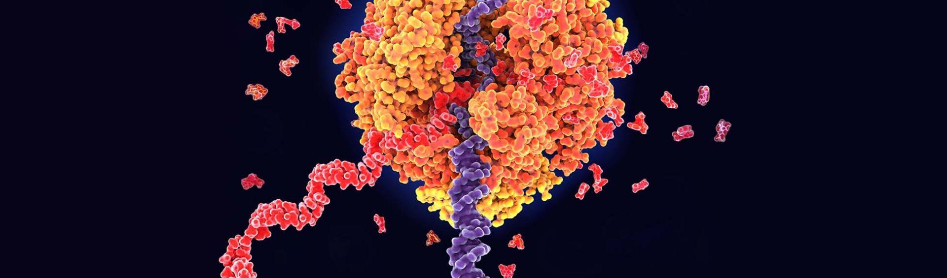 Scientists discover dual-function messenger RNA