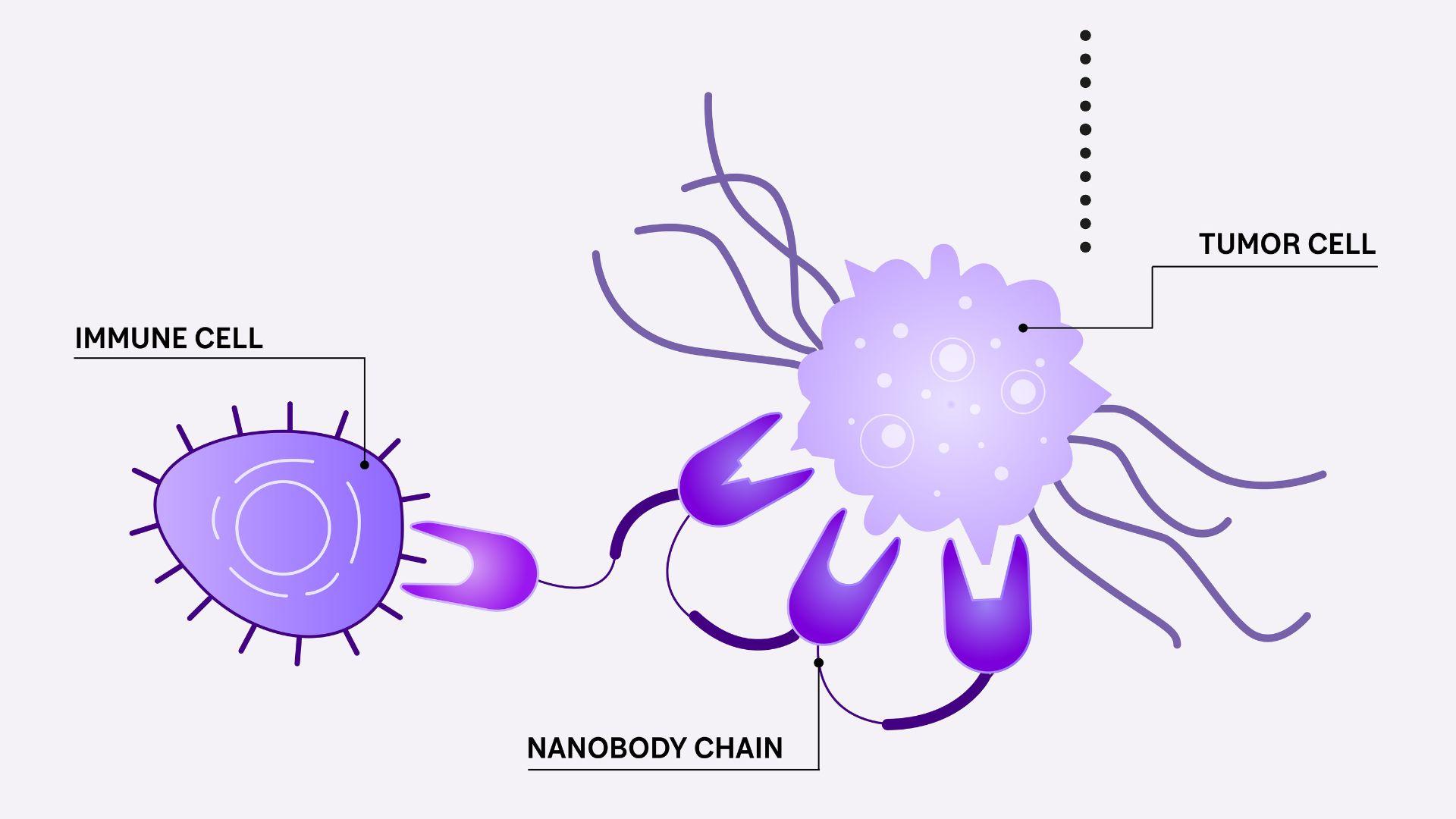 Each building block of the molecule can bind tightly to a specific protein, for example on the surface of a tumor (right) or immune cell (left)