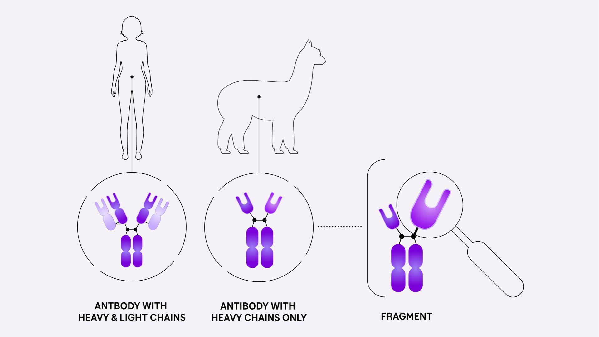 Human antibodies have both heavy and light peptide chains, (1) while camelids can also generate heavy-chain-only antibodies (2). NANOBODY® antibodies are based on a fragment of one domain of a heavy-chain antibody