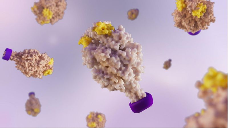 The F protein of the Respiratory Syncytial Virus (RSV), with a molecular clamp (purple) and key epitopes exposed (yellow).