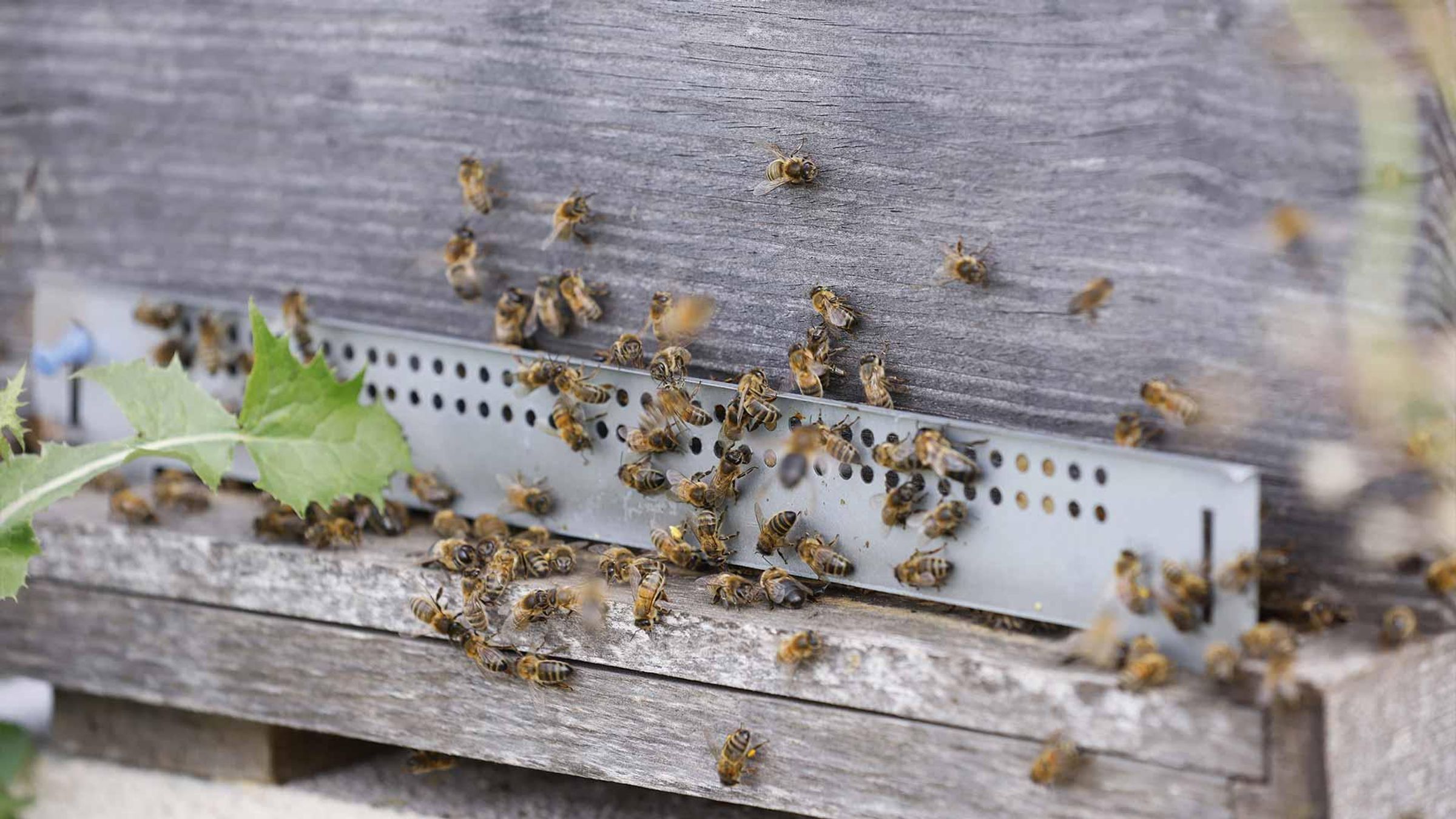 Des ruches sont installées sur le site et produisent régulièrement du miel, qui est offert aux employés, Vitry, France